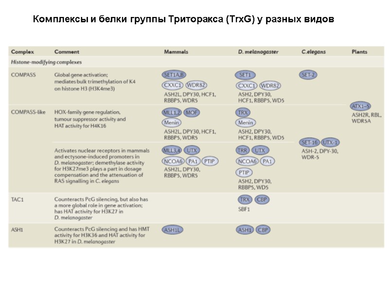 Комплексы и белки группы Триторакса (TrxG) у разных видов